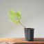 Japanese Black Pine Bonsai #1147
