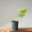 Japanese Black Pine Bonsai #1147