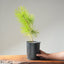 Japanese Black Pine Bonsai #1147