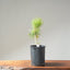 Japanese Black Pine Bonsai #1147