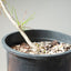 Japanese Black Pine Bonsai #1147