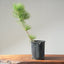 Japanese Black Pine Bonsai #1148