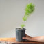 Japanese Black Pine Bonsai #1148