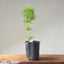 Japanese Black Pine Bonsai #1148