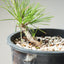 Japanese Black Pine Bonsai #1148