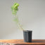 Japanese Black Pine Bonsai #1149