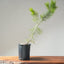 Japanese Black Pine Bonsai #1149