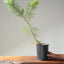 Japanese Black Pine Bonsai #1149