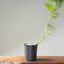 Japanese Black Pine Bonsai #1149