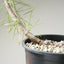 Japanese Black Pine Bonsai #1149
