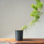 Japanese Black Pine Bonsai #1150