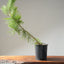Japanese Black Pine Bonsai #1150