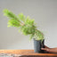 Japanese Black Pine Bonsai #1150
