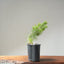 Japanese Black Pine Bonsai #1150