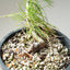Japanese Black Pine Bonsai #1150