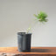 Japanese Black Pine Bonsai #1151