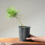 Japanese Black Pine Bonsai #1151