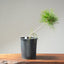 Japanese Black Pine Bonsai #1151