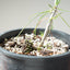 Japanese Black Pine Bonsai #1151