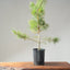 Japanese Black Pine Bonsai #1152