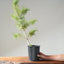 Japanese Black Pine Bonsai #1152