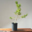 Japanese Black Pine Bonsai #1152