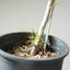 Japanese Black Pine Bonsai #1152