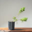 Japanese Black Pine Bonsai #1153