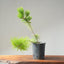 Japanese Black Pine Bonsai #1153