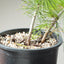 Japanese Black Pine Bonsai #1153