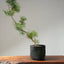 Japanese Black Pine Bonsai #1154