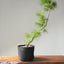 Japanese Black Pine Bonsai #1154