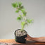 Japanese Black Pine Bonsai #1154