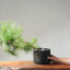 Japanese Black Pine Bonsai #1154