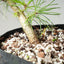 Japanese Black Pine Bonsai #1154