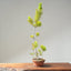 Japanese Black Pine Bonsai #1155