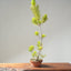 Japanese Black Pine Bonsai #1155