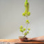 Japanese Black Pine Bonsai #1155