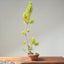 Japanese Black Pine Bonsai #1155