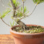 Japanese Black Pine Bonsai #1155