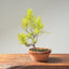 Japanese Black Pine Bonsai #1156