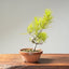 Japanese Black Pine Bonsai #1156