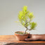 Japanese Black Pine Bonsai #1156