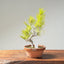 Japanese Black Pine Bonsai #1156