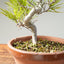 Japanese Black Pine Bonsai #1156
