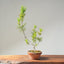 Japanese Black Pine Bonsai #1157