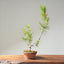 Japanese Black Pine Bonsai #1157
