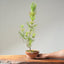 Japanese Black Pine Bonsai #1157