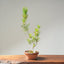 Japanese Black Pine Bonsai #1157
