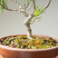 Japanese Black Pine Bonsai #1157